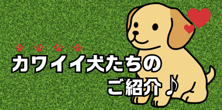 カワイイ犬たちのご紹介♪